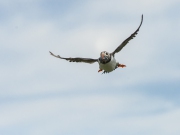 20140614_Puffin_Farnes_RD4_2621