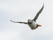 20140614_Puffin_Farnes_RD4_2627