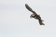 20140614_Puffin_Farnes_RD4_2712
