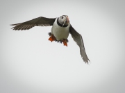 20140614_Puffin_Farnes_RD4_2762