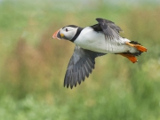 20140614_Puffin_Farnes_RD4_2879
