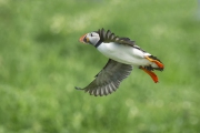 20140614_Puffin_Farnes_RD4_2881-2