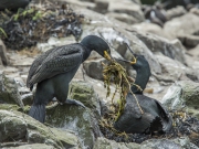 20140614_Shag_nest_Farnes_RD4_2531-2
