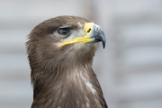 20150802_Steppe_Eagle_Captive_RJK_1691