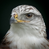 20090714_D200_Ferruginous_Hawk_EDN0246-C2