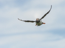 20140614_Puffin_Farnes_RD4_2621