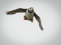 20140614_Puffin_Farnes_RD4_2762