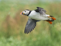 20140614_Puffin_Farnes_RD4_2879