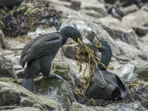 20140614_Shag_nest_Farnes_RD4_2531-2