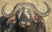 20061107_Cape_Buffalo_Mara_RJK1888