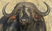 20061107_Cape_Buffalo_Mara_RJK1893