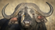 20061107_Cape_Buffalo_RJK1870