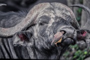 FILMSCANS_CAPE-BUFFALO_MASAI-MARA_DSC_4033-C