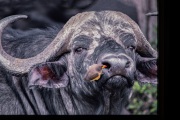 FILMSCANS_CAPE-BUFFALO_MASAI-MARA_DSC_4034-C