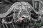 FilmScan_Cape-Buffalo_Oxpecker_Masai-Mara_DSC_3886-3-C