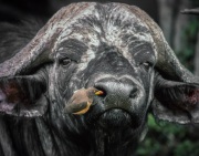 FilmScan_Cape-Buffalo_mod1_img017-2-C