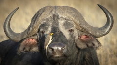 20061107_Cape_Buffalo_RJK1870