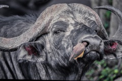 FILMSCANS_CAPE-BUFFALO_MASAI-MARA_DSC_4033-C