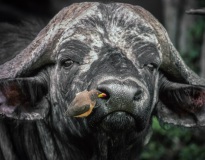 FilmScan_Cape-Buffalo_mod1_img017-2-C