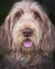 20150829_Spinoni_Dog_RJK_1905-2