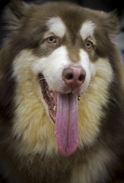 20190407_Malamute_Setia_Canine_Event_RJK5381