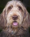 20150829_Spinoni_Dog_RJK_1905-2