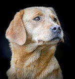 20160206_D810_DogProtrait_RJK_2461-C