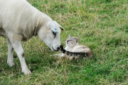 20120805_D3S_Majik_sheep_RJK6566-C