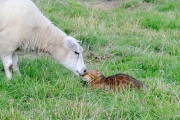 20120805_D3S_Raji_Sheep_RJK6338-C