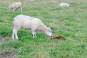 20120805_D3S_Raji_sheep_RJK6338-2