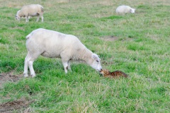 20120805_D3S_Raji_sheep_RJK6338-2