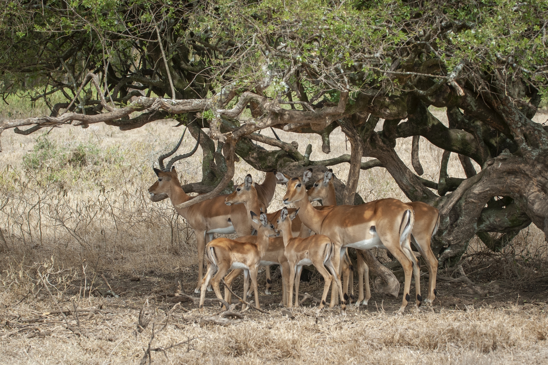 20080212_Impala_harem_Nakuru_RJK0172 20080212_Impala_harem_Nakuru_RJK0172
