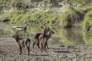 20061110_Defassa_Water_Buck_RJK0050