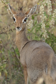 20080208_Dik-Dik_RJK2186