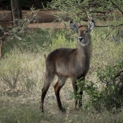 20080210_Waterbuck_Samburu_RJK0001