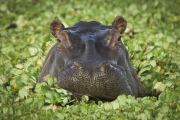 20080214_Hippo_RJK2726-2-C