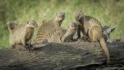 20080216_Banded_Mongoose_RJK3037