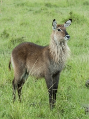 20080216_Waterbuck_RJK0035