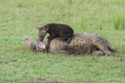 20080217_Hyena_RJK3094