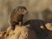 20100210_Dwarf_Mongoose_Samburu_K100789