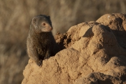 20100210_Samburu_Dwarf_Mongoose_K100806