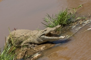 20100211_Crocodile_Samburu_K101066