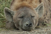 20100213_Hyena_K101249