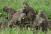 20100226_Banded_Mongoose_K102129