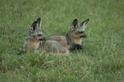 20100226_Bat-Eared_Fox_K102113