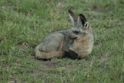 20100226_Bat-Eared_Fox_K102117