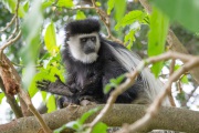 20120129_D3S_Colobus_Kenya_RJK4515-C
