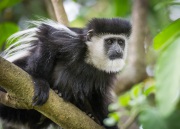 20120129_D3S_Colobus_Nanyuki_Kenya_RJK4526-C