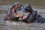 20140121_HIPPOS_Mara-River_MASAI-MARA_RD4_0726-C