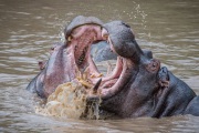 20140122_D4_HIPPOS_MARA-RIVER-KENYA_RD4_0724-C